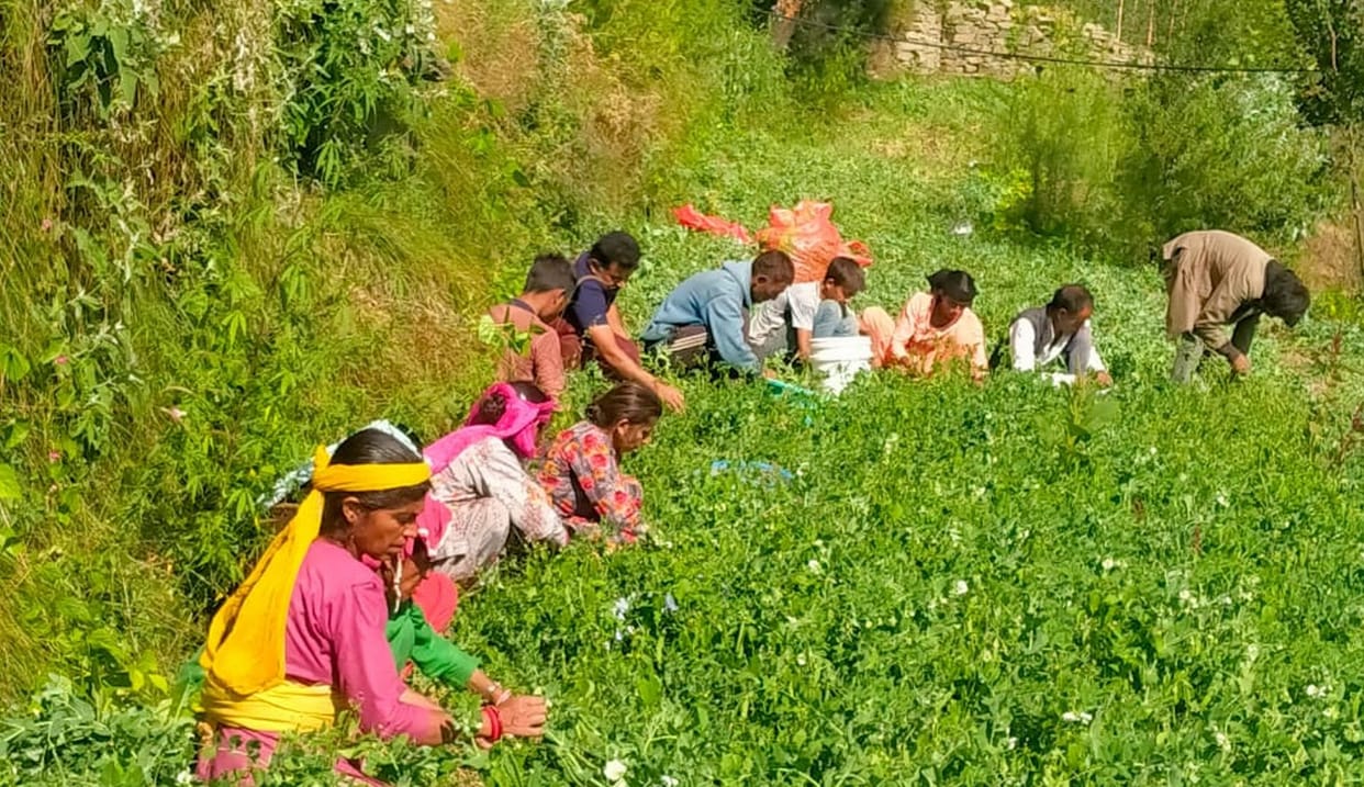 Traders reaching the fields to purchase peas in Churah area