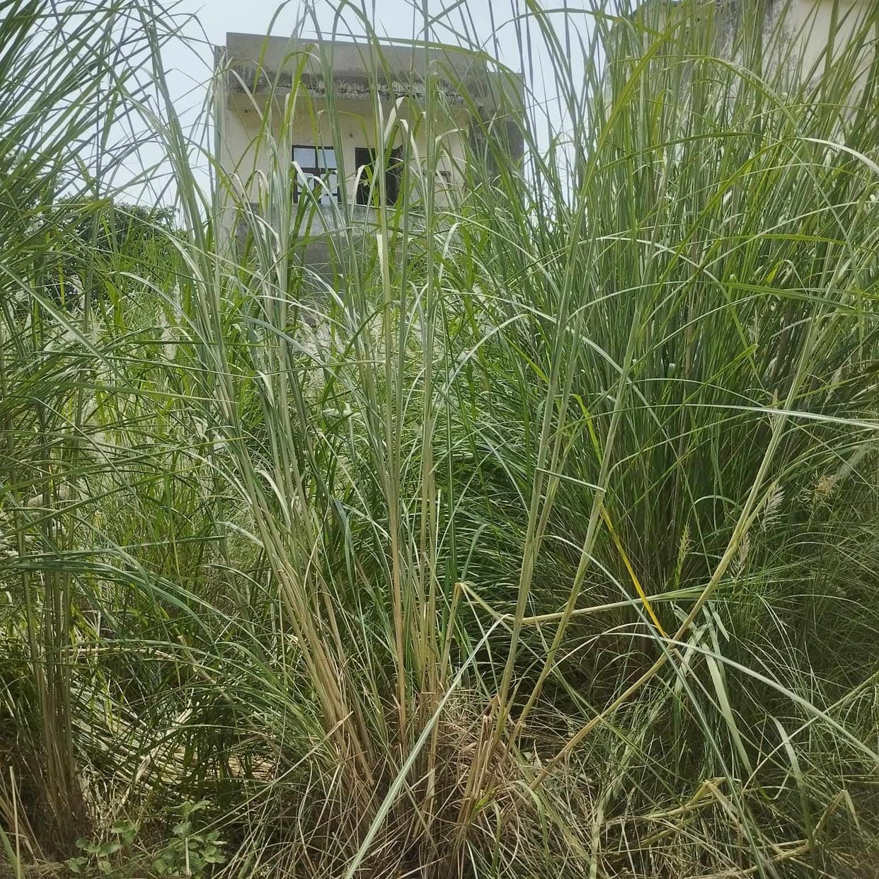 Sector 2 plot filled with rain water, huge grass growing