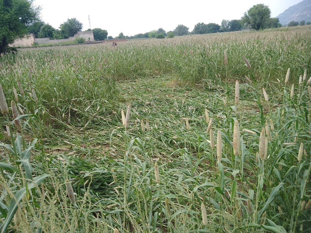 If it rains more now, the hopes of the farmers will be dashed