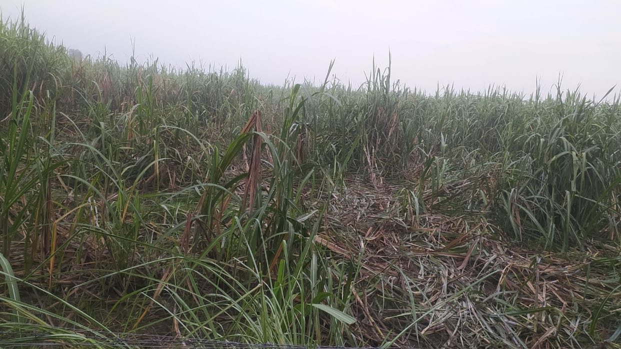Elephants were driven away from the fields by bursting firecrackers and playing drums