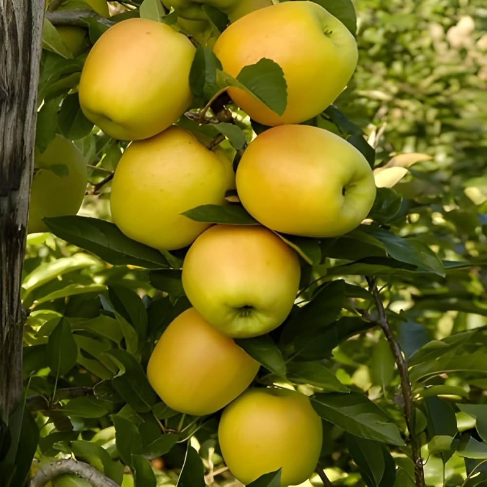 The golden apple shone in the sky as soon as it fell from the tree.