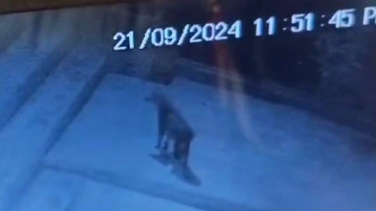 Amidst the fear of wolf in Mahsi, leopard attacked