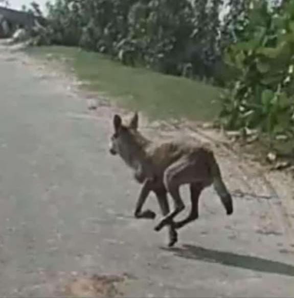 Now wild animals seen in Dattanagar