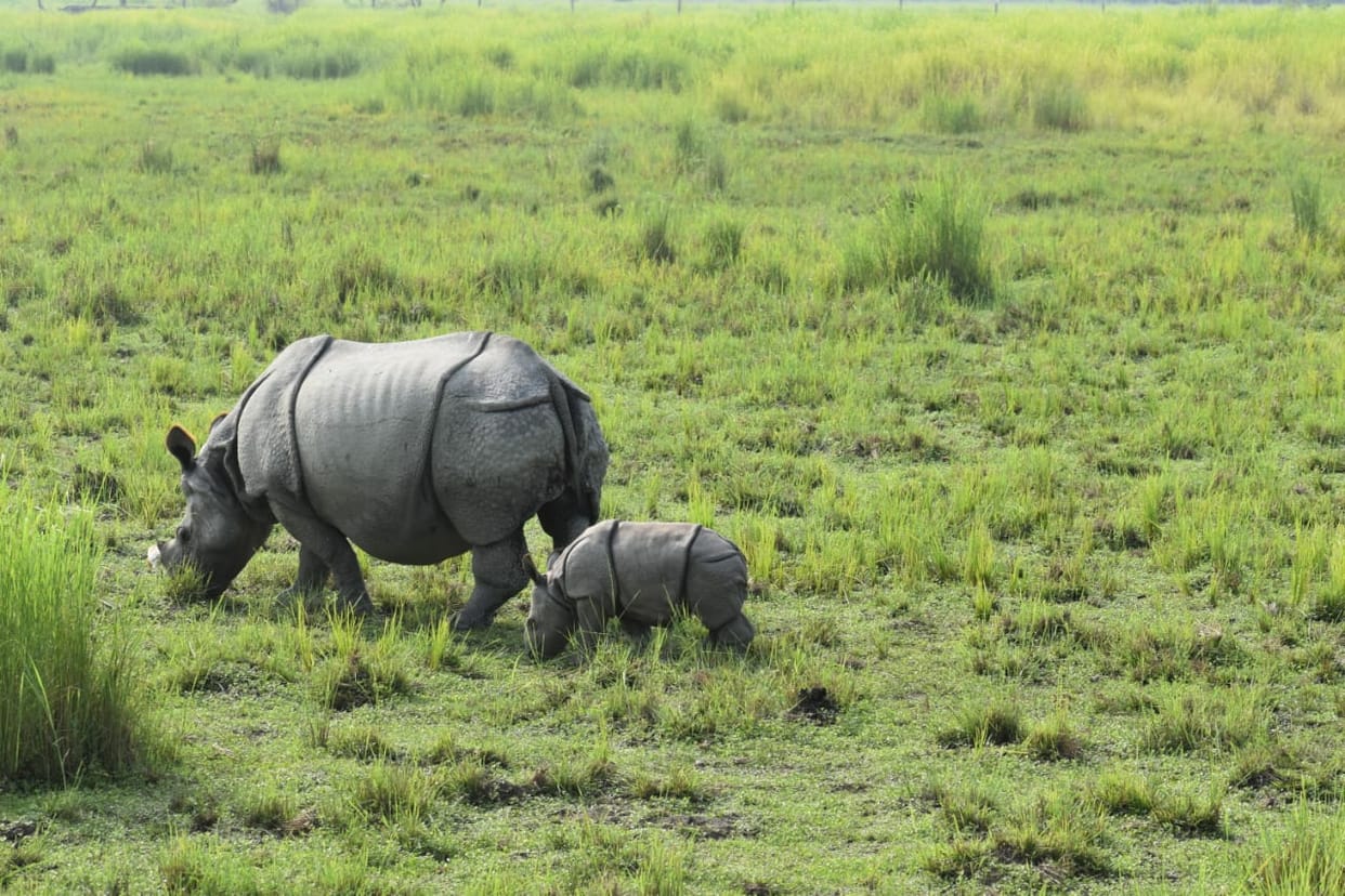 Plan to install radio collars on rhinos not approved