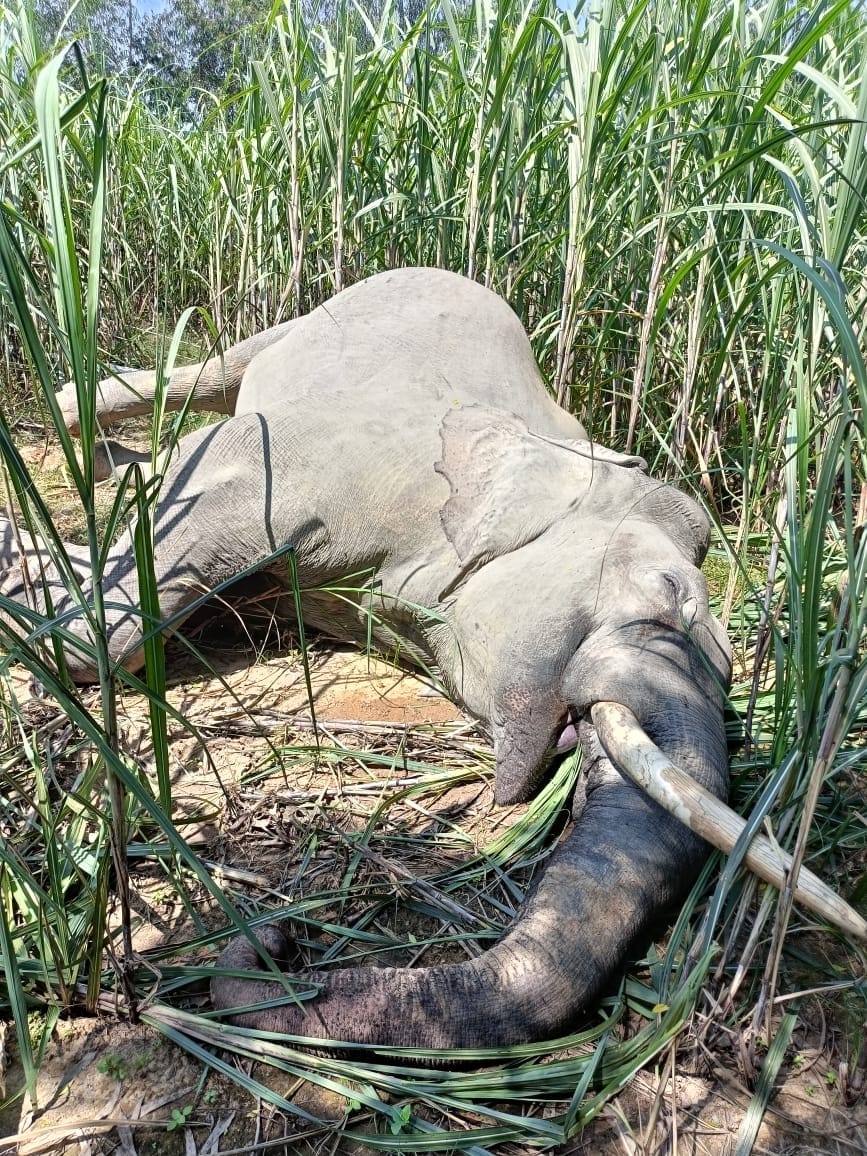Carcass of an elephant found lying in a sugarcane field in village Tanda Sahuwala