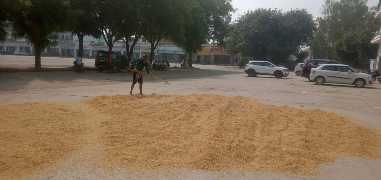 Increase in arrival of Basmati rice in the market