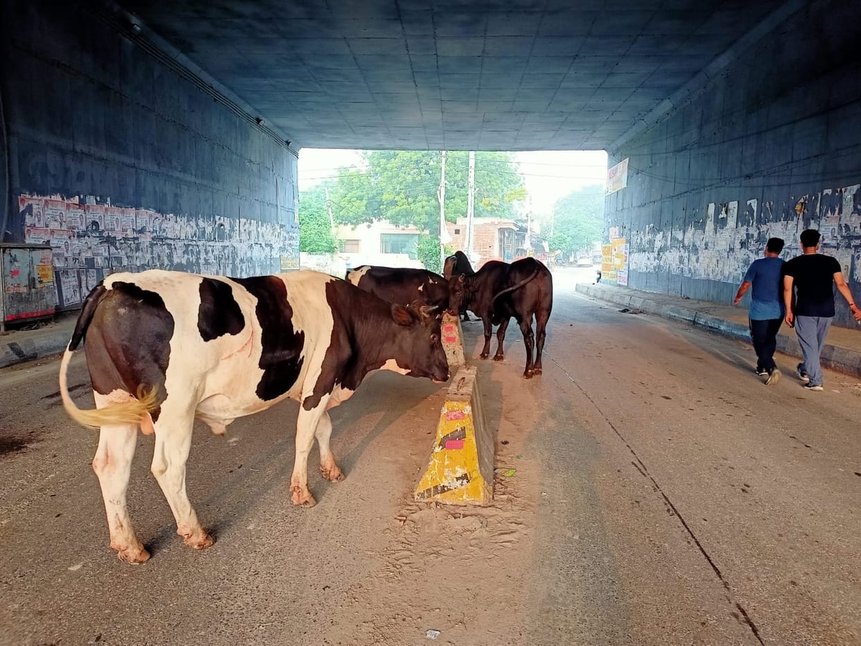Cattle on the road, vehicles on the side
