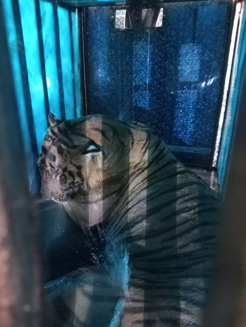 The tiger was caught 13 days later in the same area where the villager was killed