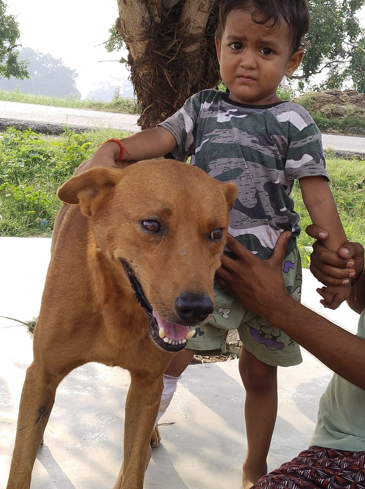 Tommy showed loyalty, chased away the jackal and saved the four-year-old girl