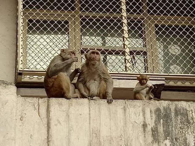 woman died after falling from roof when monkeys chased her in Lucknow