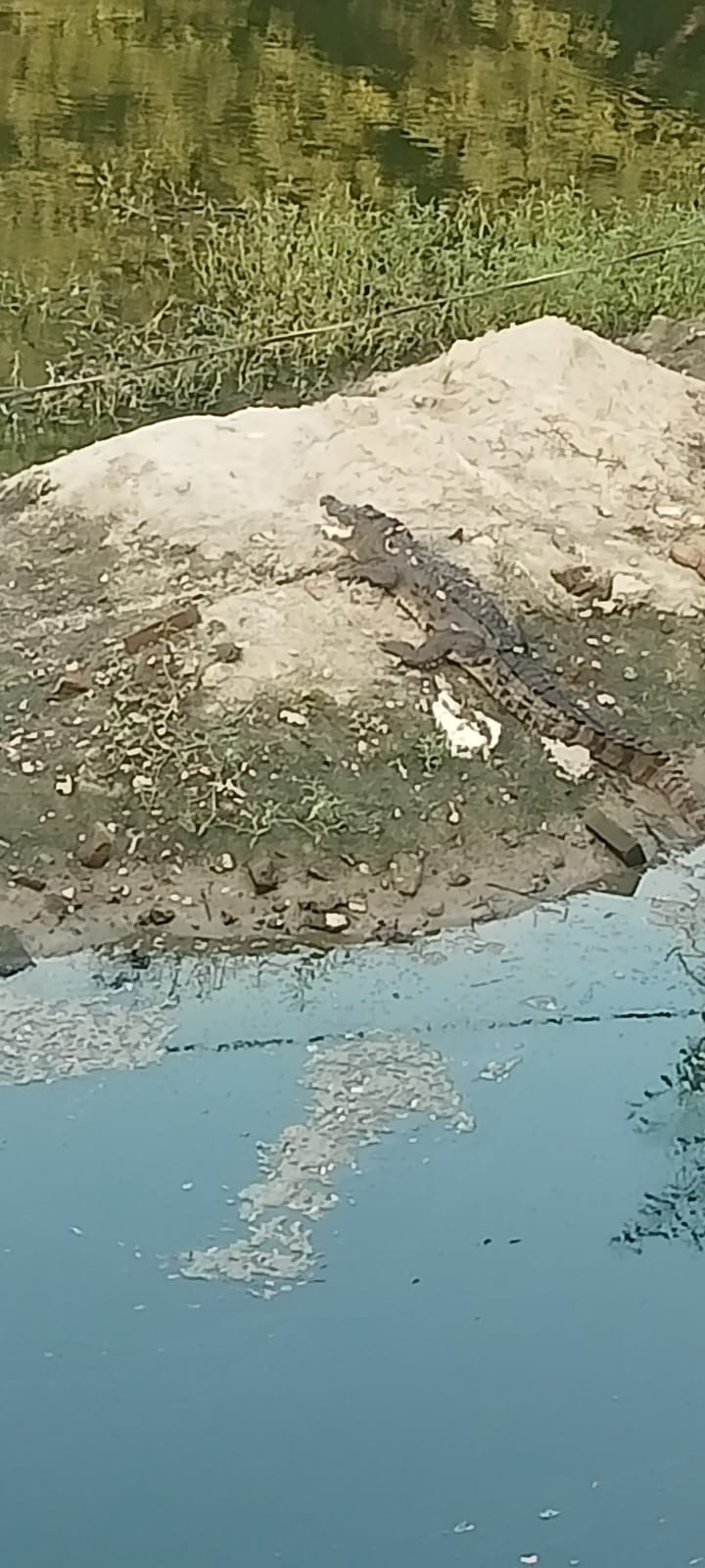 Panic due to crocodile in the lake of Gomti origin