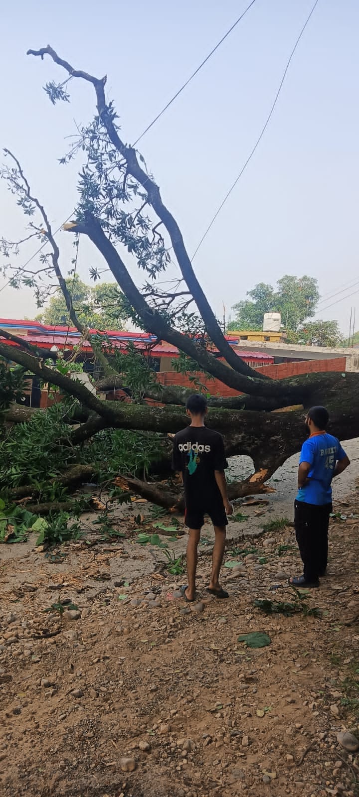 No rain, no storm, then tree shattering, family narrowly escaped