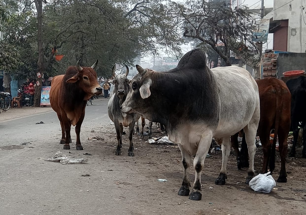Six thousand stray animals in cow shelters... yet there is danger at every step