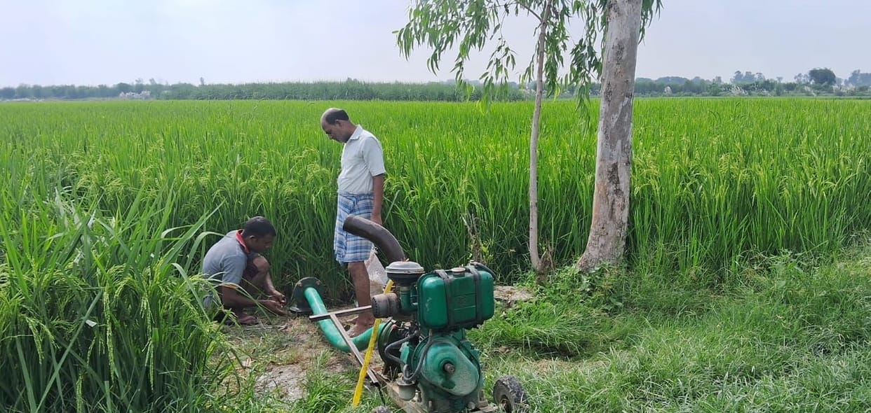 Due to lack of irrigation, diseases started appearing in paddy crop