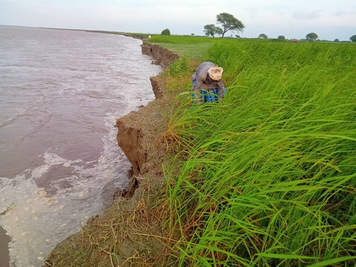 Farmers are harvesting half-ripe crops due to fear of harvesting