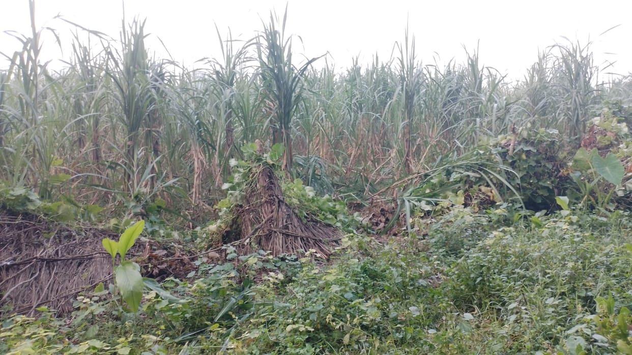 Elephants returned to Sehramau North area again, entered the fields of six farmers and ate sugarcane