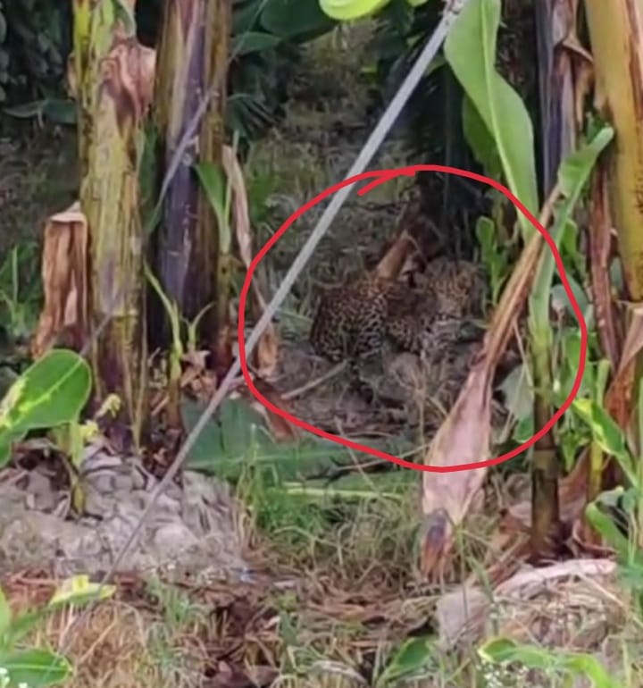 Leopard seen at many places in the district, panic among villagers