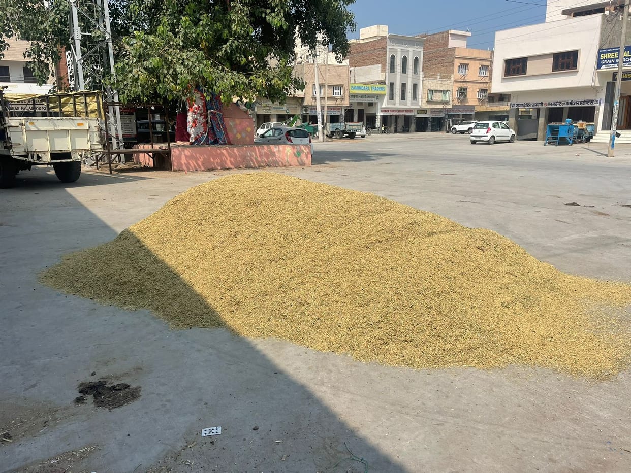 Arrival of paddy started in Sirsa market
