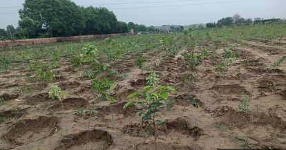 Dharma Raksha Sangh 444 new saplings will be planted after 300 green trees were cut in Dalmia Farm House