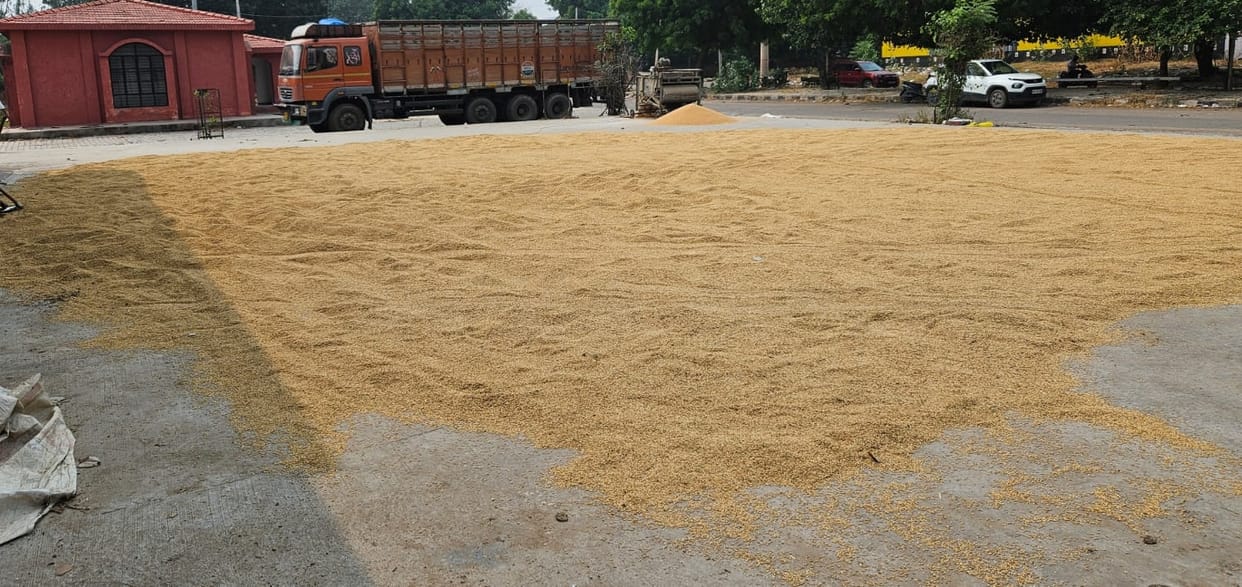 Paddy crop reached the market, waiting for gunny bags