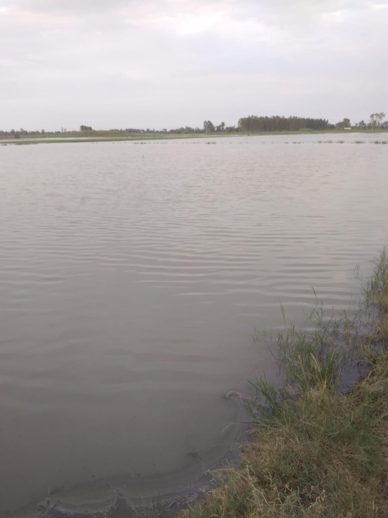 Paddy crop damaged in 150 acres in three villages due to lack of drainage of rain water
