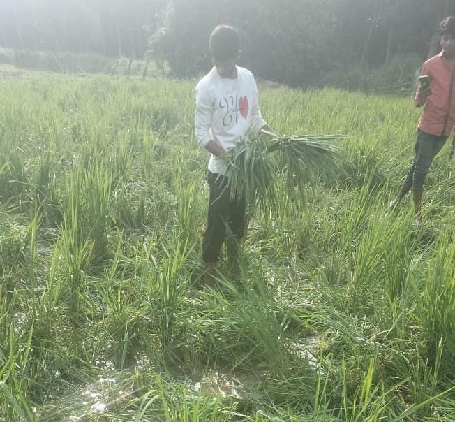 Surveillance teams chased away elephants by bursting firecrackers