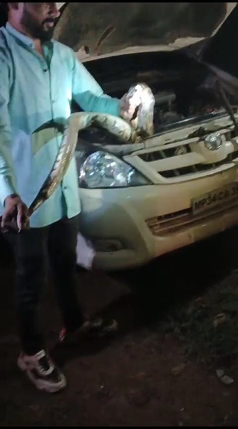 Damoh A seven feet long python snake was sitting in the engine of the car