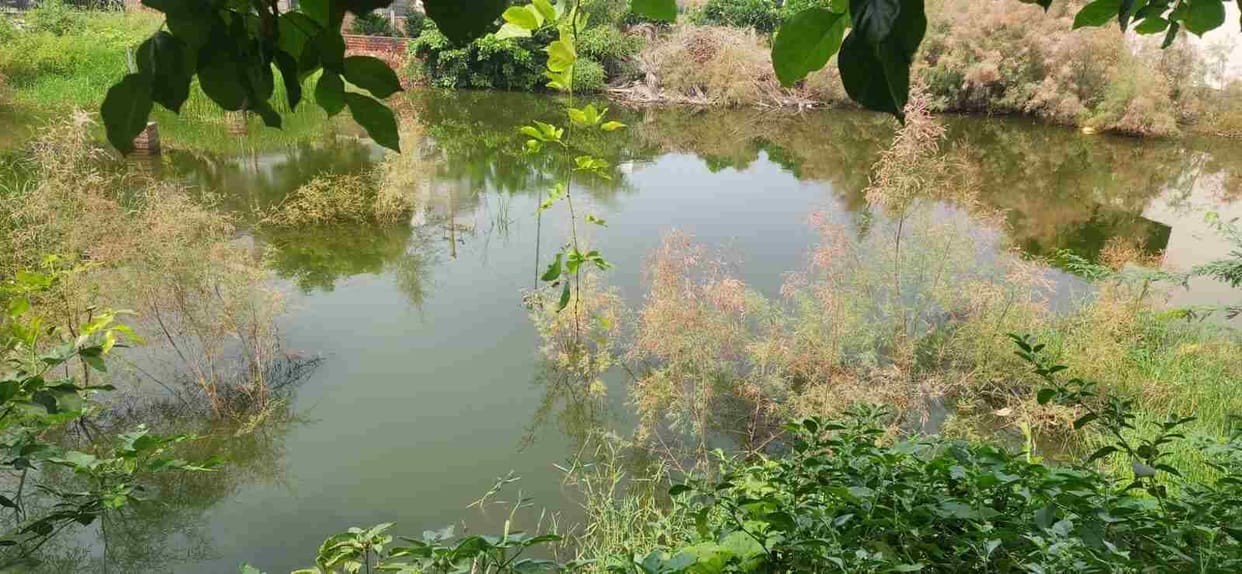 Plots in sectors filled with water, bushes growing, poisonous creatures coming out