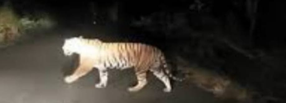 Damoh Rani Durgavati Tiger Reserve Tiger seen crossing the road between Jhapan and Muhli, passersby stunned