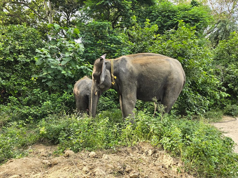 Sulochana and Diana will help in catching the tiger