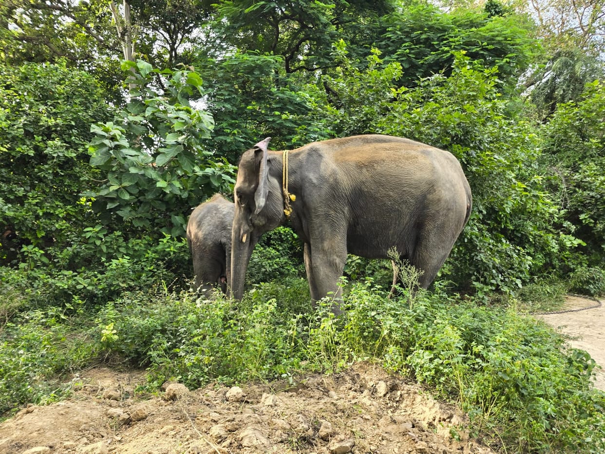 Sulochana and Diana will help in catching the tiger