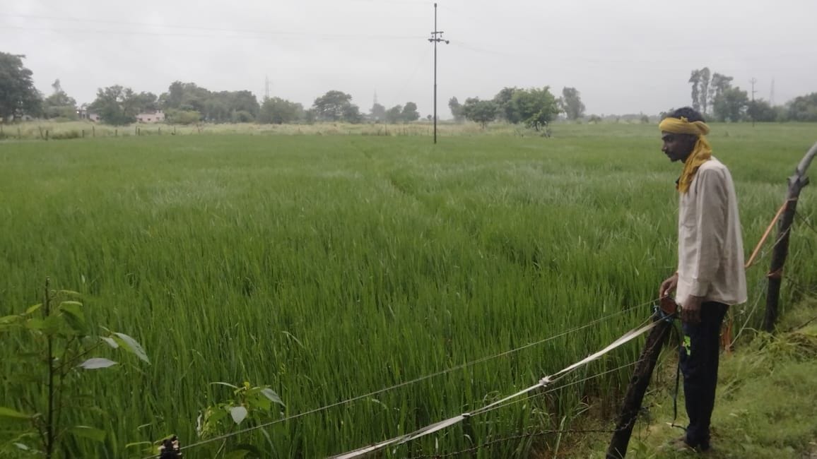 Paddy crop got respite from rain