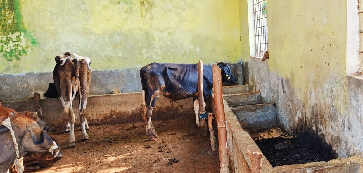 Cow shed is in bad condition, animals are not even given straw properly