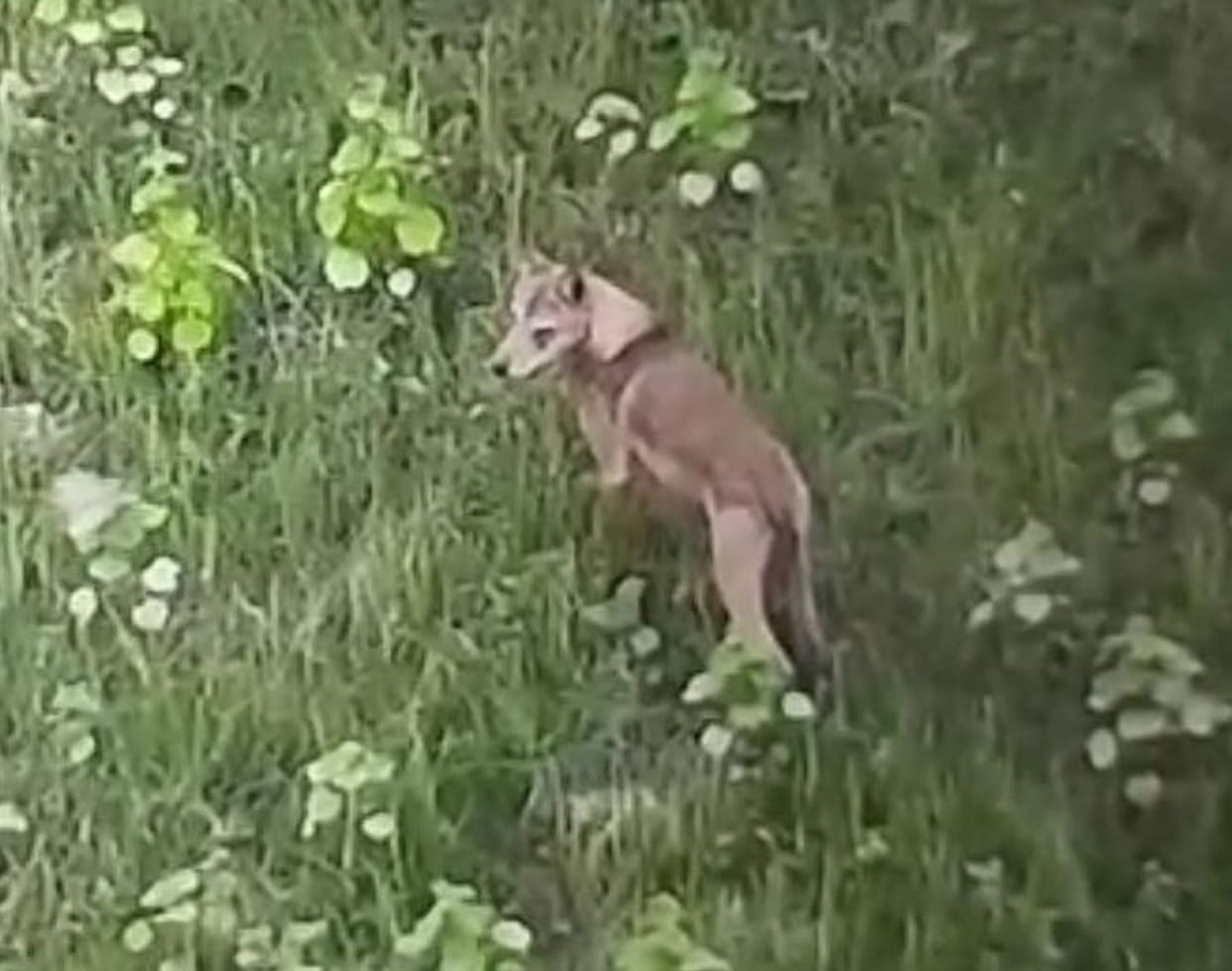 wolf caught on camera