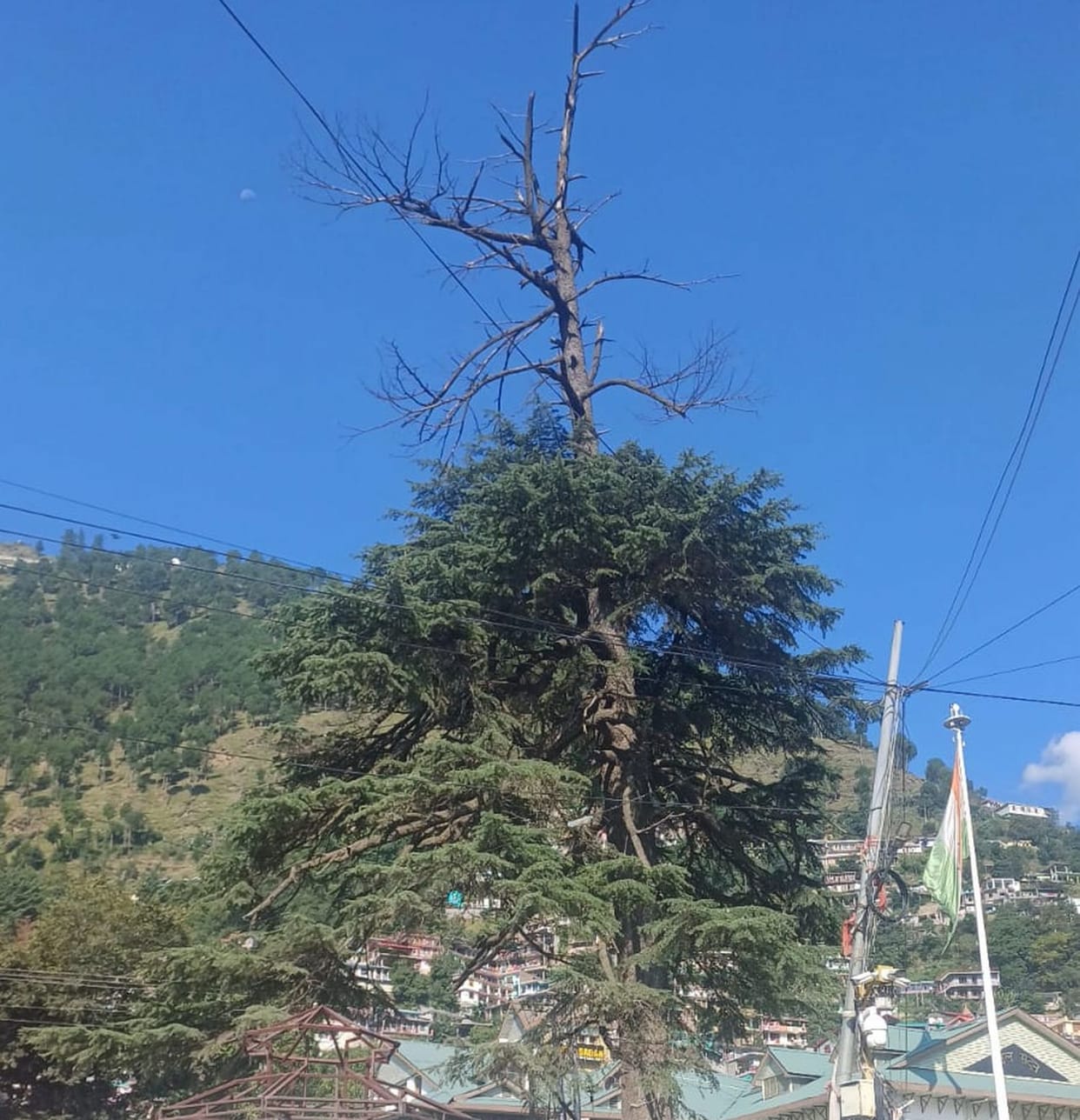 Demand to remove dry trees becoming a threat in Kullu