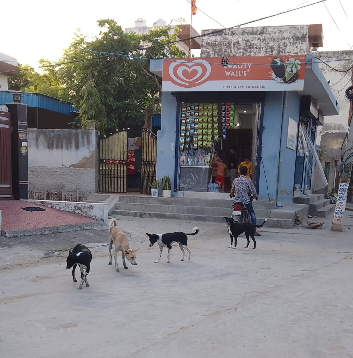 Do not take a dog bite lightly, it can even kill you.