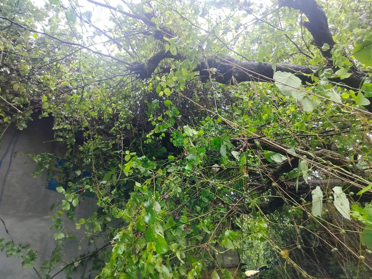 Tree fell on roof in Aarath, family narrowly escaped