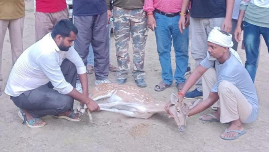 Deer saved from dogs