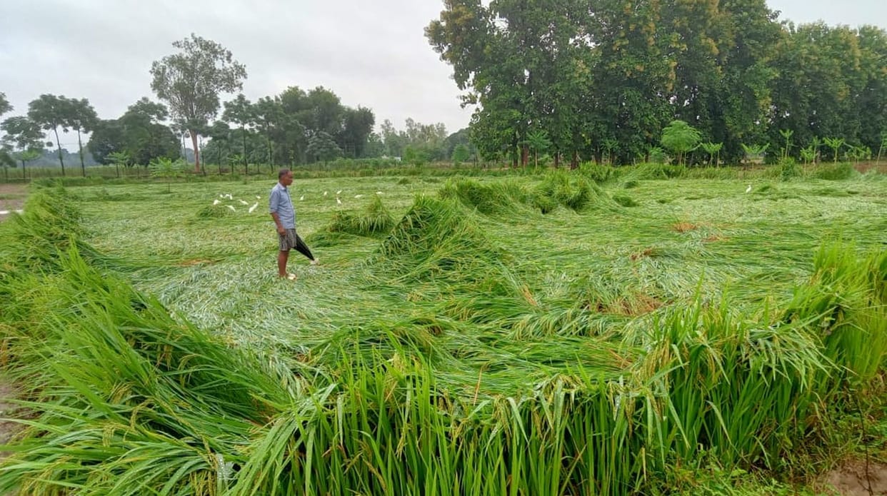 The rain brought greenery to the dried paddy crops