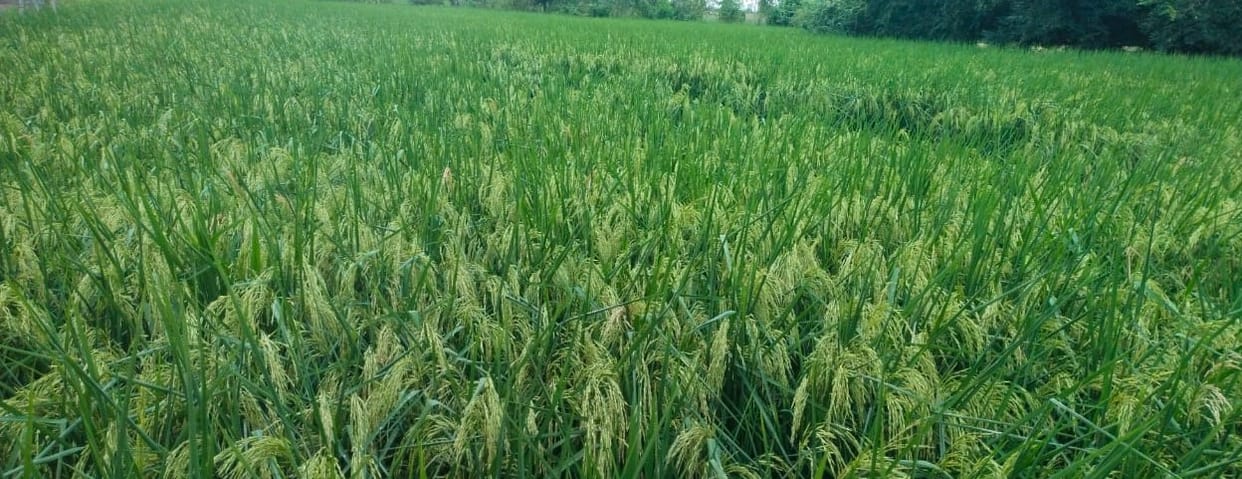 Shahjahanpur ranks first in paddy production in the division