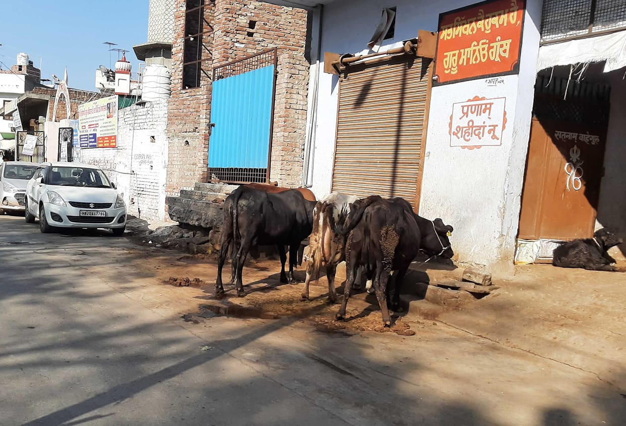 Dairy Plaza Project: New exercise started again after 24 years, Municipal Corporation made an estimate of Rs 50 crore and sent it to the headquarters.
