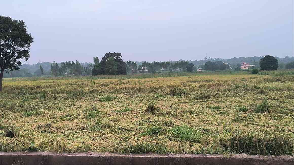 strong wind after rain

paddy crop spread on the ground