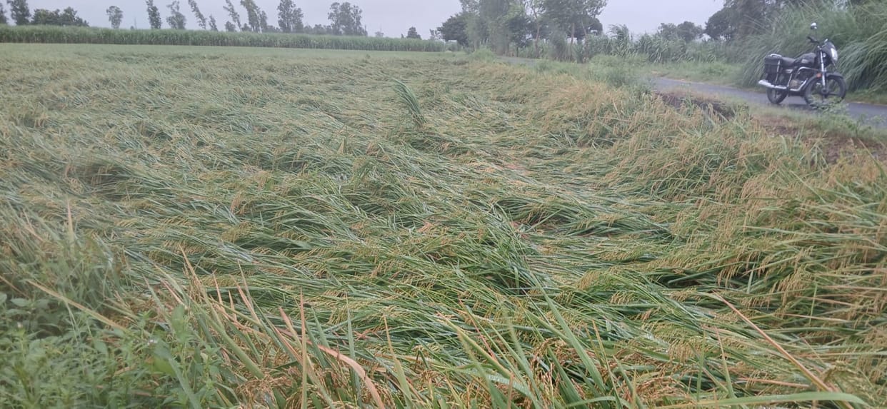 Crops fell due to heavy rains, waterlogging... had to bear the brunt of power cut.