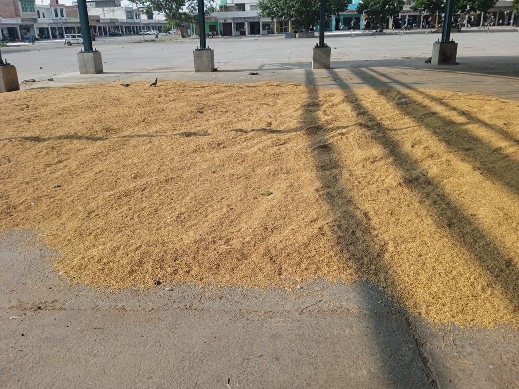 1509 varieties of paddy sold up to Rs 2770 per quintal on the first day