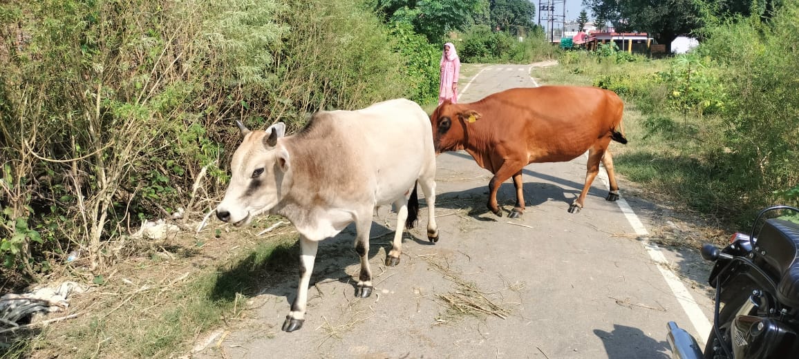 Gagret is full of abandoned animals, accidents are happening every day; crops are being destroyed
