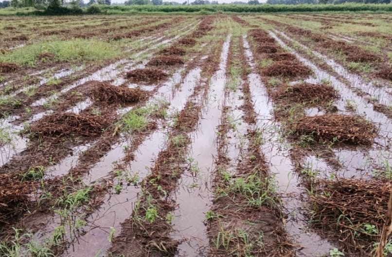 The crop was ready after harvesting and the water came in ujjain