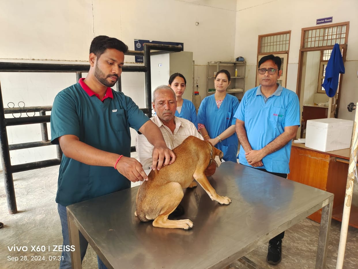 Dogs and cats were vaccinated in the camp