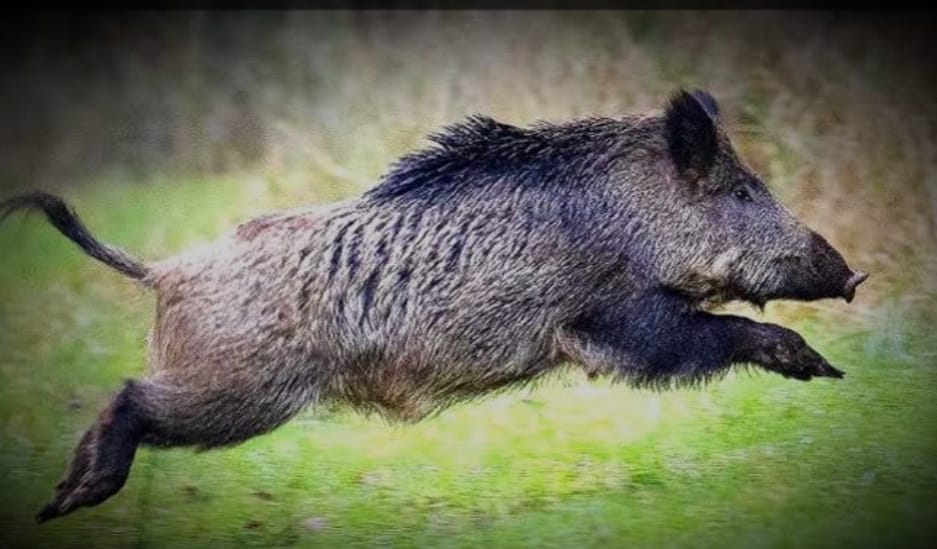 outbreak of African Swine Fever  in Arunachal Pradesh know details about this disease in hindi