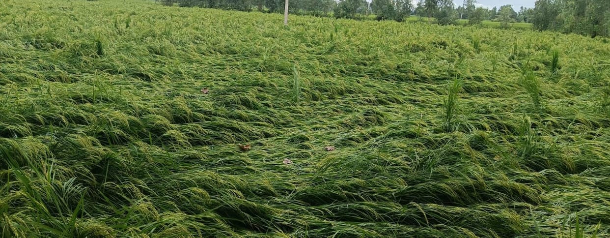 Early paddy crop scattered in the fields due to strong wind along with rain