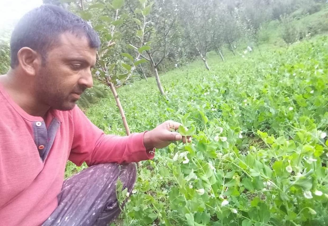 Farmers' faces blossomed due to bumper flowering of peas